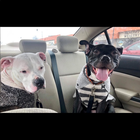 Meet your Posher, Sherry - Picture 12 of 12